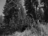 july-17__08-781977