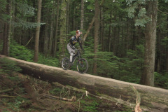 Sylvester and Friends