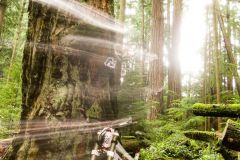 Sounds Like Shock Monkey