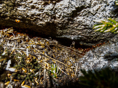 Cranksgiving - Sheep Rocks