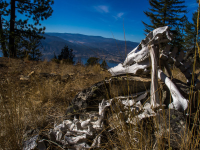 Cranksgiving - 3 Blind Mice