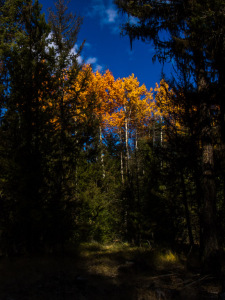 Cranksgiving - Brent Mtn.