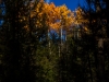 Cranksgiving - Brent Mtn.