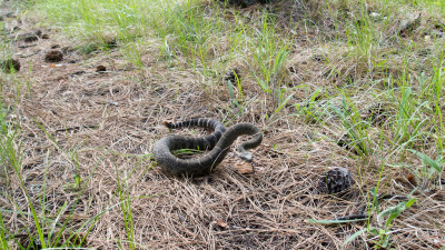 Girls Got Skills 2012