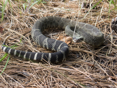 Girls Got Skills 2012