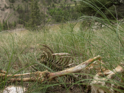 Puddle Peel Out 2012