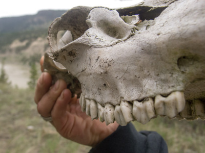 Puddle Peel Out 2012