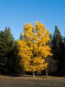 #ridethecariboo #pumpkinride #redshreds #williamslake
