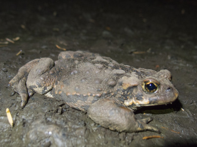 Retallack Aug 23 2013