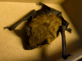 Peachland Bat