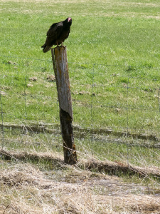 St Georges KVR 2012 - Day 2