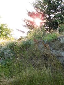 Bush Pilot Biking Naramata and Penticton