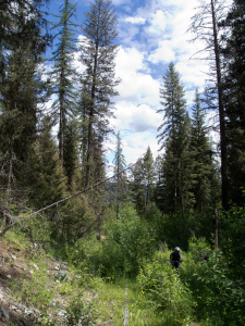 Bush Pilot Biking - Rock Oven, Penticton