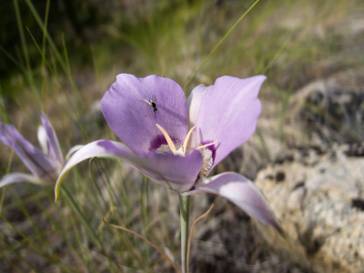 Bush Pilot Biking - Rock Oven, Penticton