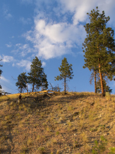 Bush Pilot Biking - Okanagan Riding