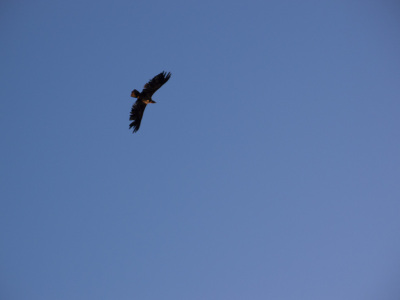 Bush Pilot Biking - Okanagan Riding