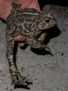 Western Toad